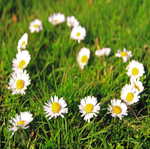 Daisy Grass Size Used For  Testimonials