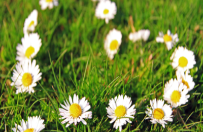 Daisy Grass Size Used For  Testimonials
